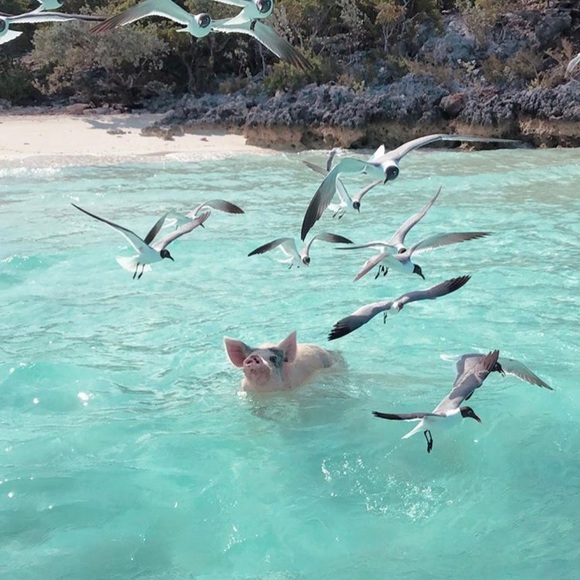 Profile Picture of Maya Baranoff (@mbaranoff) on Poshmark