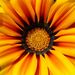 Profile Picture of Hubert Wheeler (@barbaracollinsgda) on Pinterest