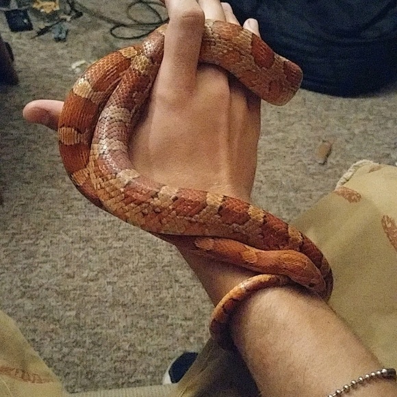 Profile Picture of Austin Burckhardt (@austin1593) on Poshmark