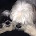 Profile Picture of Lisa Cobian (@lisacobian) on Pinterest