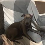 Profile Picture of Peter Samios (@p_samios) on Instagram