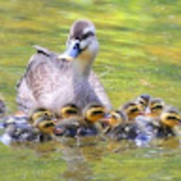 Profile Picture of Sunhee Lee-2edm (@wlisunny11) on Poshmark