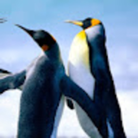 Profile Picture of Steve Mullins (@stevemullins389) on Poshmark