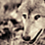 Michael Nepper - Flickr Profile Picture of Michael Nepper (@zoowolf) on Flickr