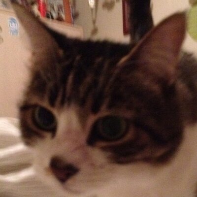 Profile Picture of Steven Pryce (@PryceSteven) on Twitter