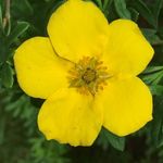 Britt Hönig-Jones - Instagram Profile Picture of Britt Hönig-Jones (@reimersbitten) on Instagram