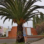 Profile Picture of Paula Kanepe (@paulakanepe) on Instagram