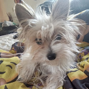 Profile Picture of Marcus Perry (@Avaperry12890) on Youtube