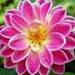 Profile Picture of Pamela Hauge (@hauge1320) on Pinterest