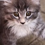 Profile Picture of Benjamin | Cute Kitten (@little_benjamin_button) on Instagram