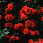 Profile Picture of _.elamiri._ (@_.elamiri._) on Instagram