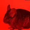 Profile Picture of Guerilla Chinchilla (@guerilla_chinchilla115) on Tiktok