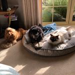 Charli 🐶 Jesse 🐶 Jasper 🐱 - Instagram Profile Picture of Charli 🐶 Jesse 🐶 Jasper 🐱 (@charlijessejasper) on Instagram
