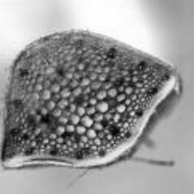 Profile Picture of Peter Koslowski (@PeterKossa) on Twitter