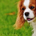 Profile Picture of cavalier king charles spaniel (@cavalierkingcharlesspaniel02) on Instagram