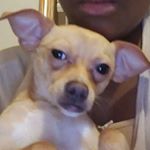 Profile Picture of beniamin batts-williams (@benjamin_puppyboy) on Instagram