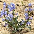 Profile Picture of Penstemon - Wikipediaon Wikipedia