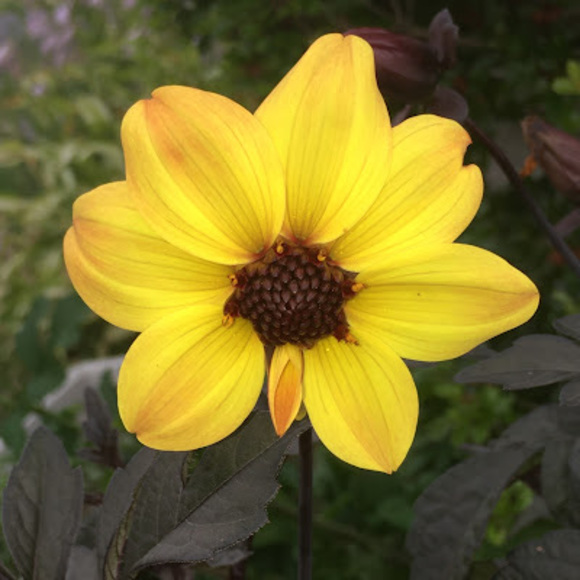 Profile Picture of Hannah Pearce (@hadems18273) on Poshmark