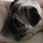 Profile Picture of Булка Батон (@nikitkovt) on Instagram