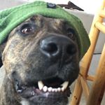 Profile Picture of Andrew (@andrew_garon) on Instagram