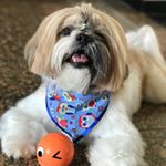 Profile Picture of Alvin Catilucio 🐾 (@alvin.shihtzus) on Instagram