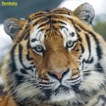 Profile Picture of Joseph S Khalifeh (@joe1234) on Instagram