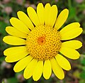 Profile Picture of Cota (plant) - Wikipediaon Wikipedia