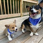 Profile Picture of CarawayCorgis_Barry/Hanson 🐶 (@caraway_corgi_brothers) on Instagram