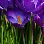 Profile Picture of Jane M Bachraty-Scott (@jane_scott_9) on Instagram