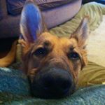 Profile Picture of Penny Layne the GSD (@pennylayne.thegsd) on Instagram