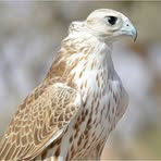 Profile Picture of Frank Gabriel (@frank.gabriel.965047) on Facebook