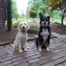Profile Picture of Ronna Coplan (@vcoplan) on Pinterest