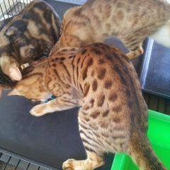 Profile Picture of Mike Hammer (@mikehammer30) on Tiktok