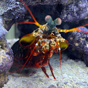 Profile Picture of Massimo’s Aquatics (@Massimosaquatics) on Youtube