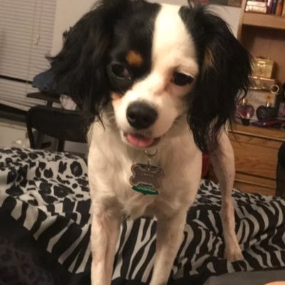 Profile Picture of Steven Reiter (@Stevenreiter9) on Twitter