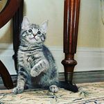 Profile Picture of Dan Lamorte (@markdanwalters) on Instagram