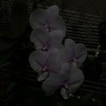 Profile Picture of James Tucker (@dvrkroom_) on Instagram