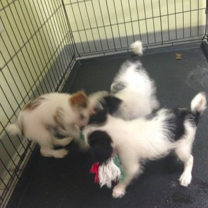 Profile Picture of Mariah Moushon (@_chopperz_) on Myspace