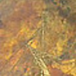 Profile Picture of Lisa Dobbs (@lisadobbs21) on Flickr