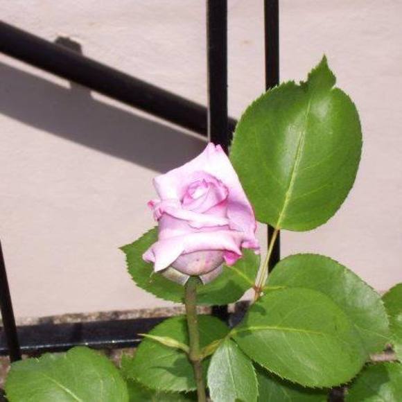 Profile Picture of Cindy Puffenbarger (@cyntofer) on Poshmark