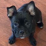 Profile Picture of Norma Jean Meatballs Kimball (@normajeanmeatballs) on Instagram