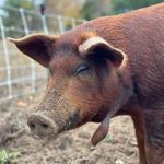 Profile Picture of Fidura Family Farm (@fidurafamilyfarm) on Instagram