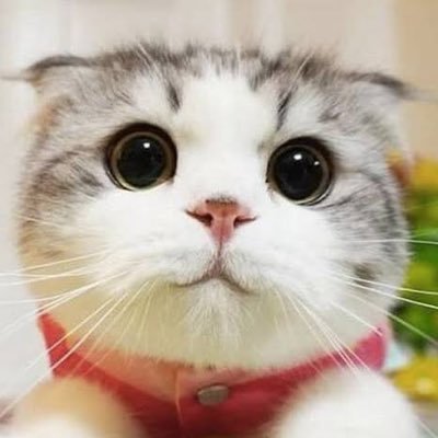 Profile Picture of Kevin Figueiredo (@kevinfigueire12) on Twitter