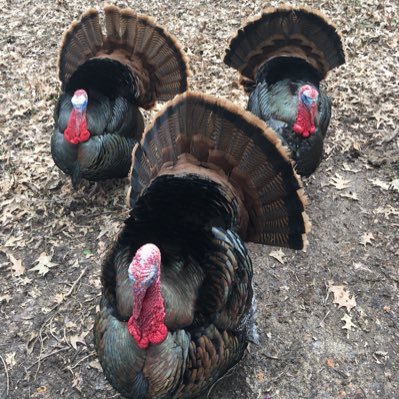 Profile Picture of Perry Stokes (@pdogg615) on Twitter