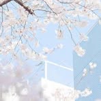 Profile Picture of Sheena Dinh (@sahara.milano.35) on Facebook