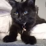 Profile Picture of Luna Riggs (@luna.kitty2021) on Instagram