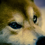 Profile Picture of Zheng-Xun Wu (@Zheng Xun) on Flickr