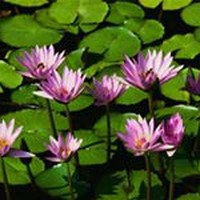 Profile Picture of Kim Moon (@kim-moon-7) on Quora