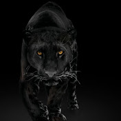 Profile Picture of David Gamba (@davidgamba7478) on Youtube