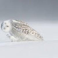 Profile Picture of Marc Messier (@marc-messier-9) on Quora